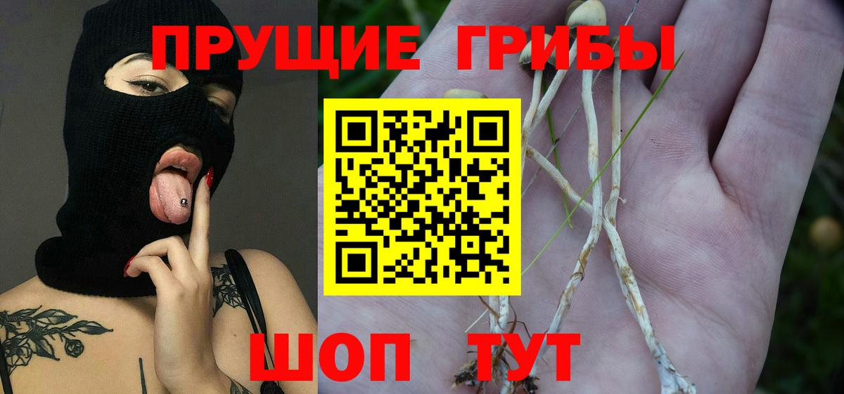 Псилоцибиновые грибы Cubensis  как найти закладки  Скопин  Вход с VPN 
